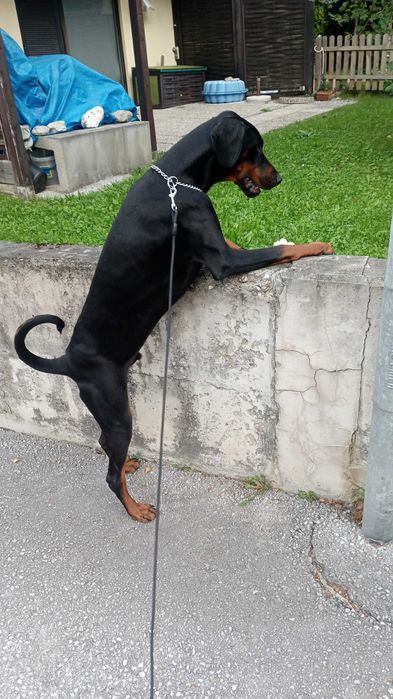 Mascul Doberman 9 luni.