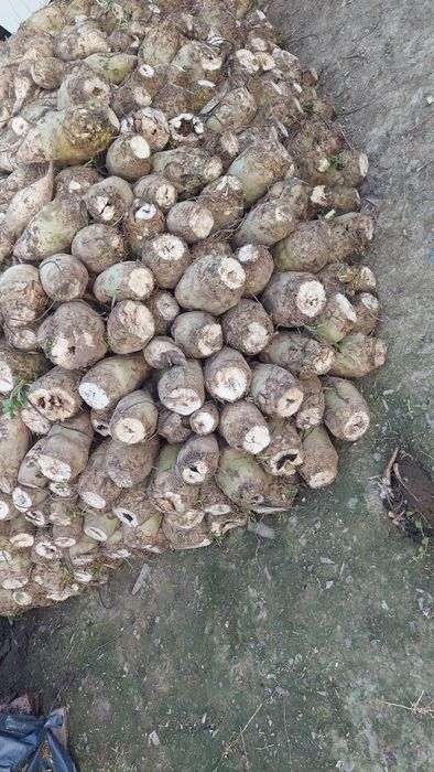 Vând sfecla furajera