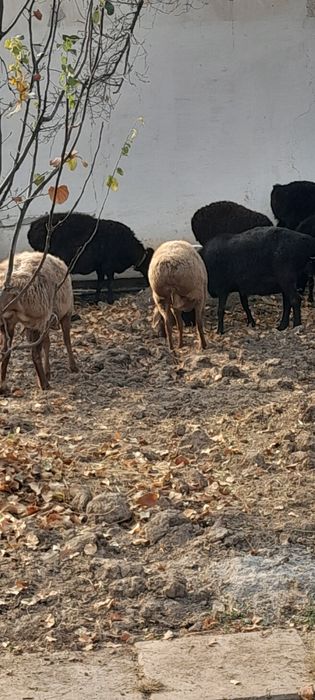 Бугоз куйлар сотилади