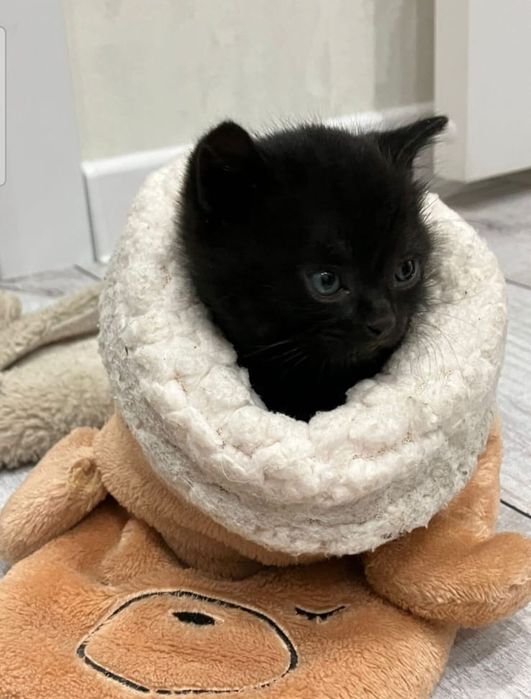 Отдам котёнка в добрые руки