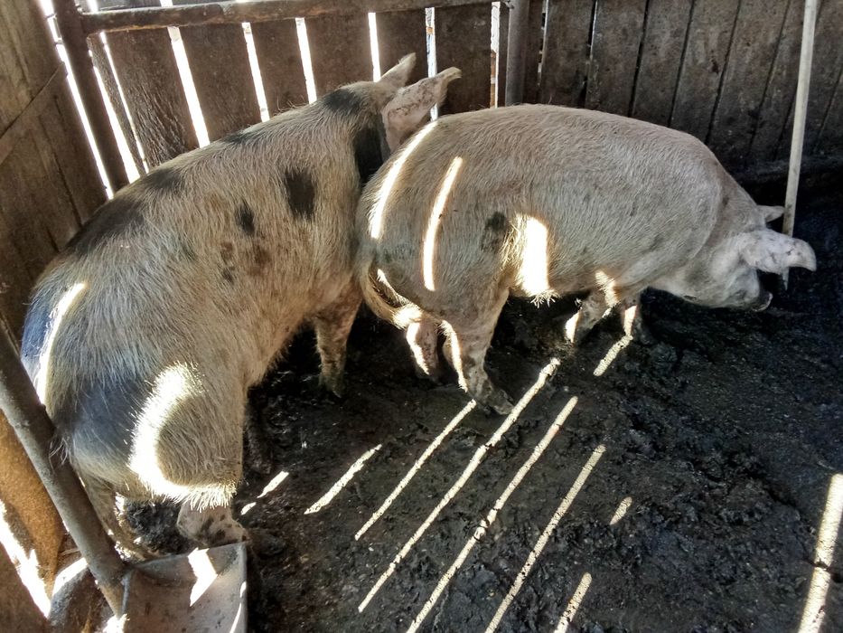 Vând viței de carne