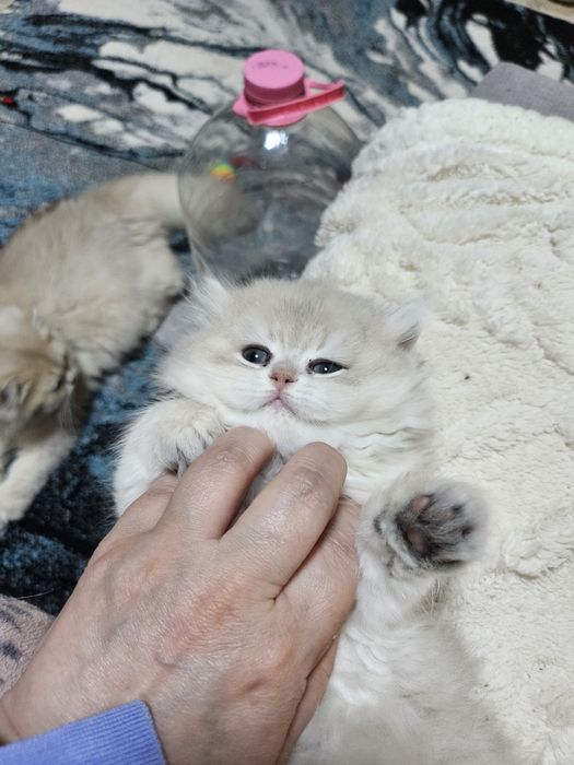 Родословно момиче британска  синьо злато