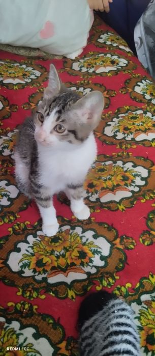 Котята, кошки и коты