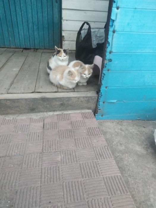 Отдам котят в добрые руки