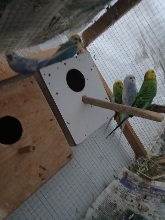 Popugaylar sotiladi tayyor ishlagan paralar parasi 250 mingdan