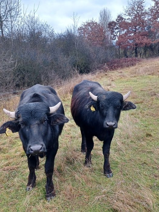 Vițel bivol de vânzare!