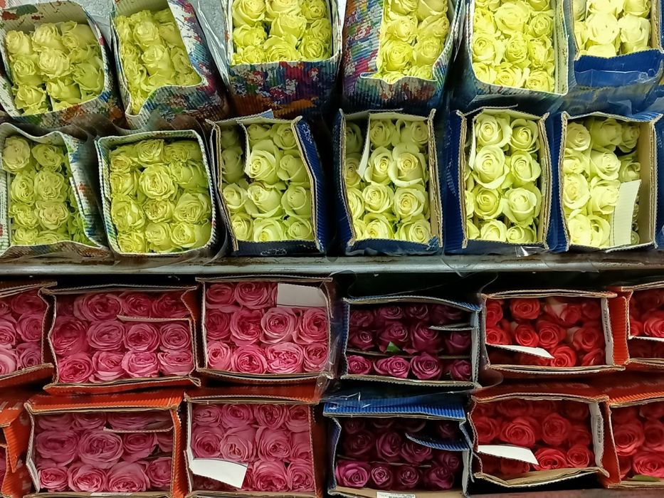 Пионы розы оптом