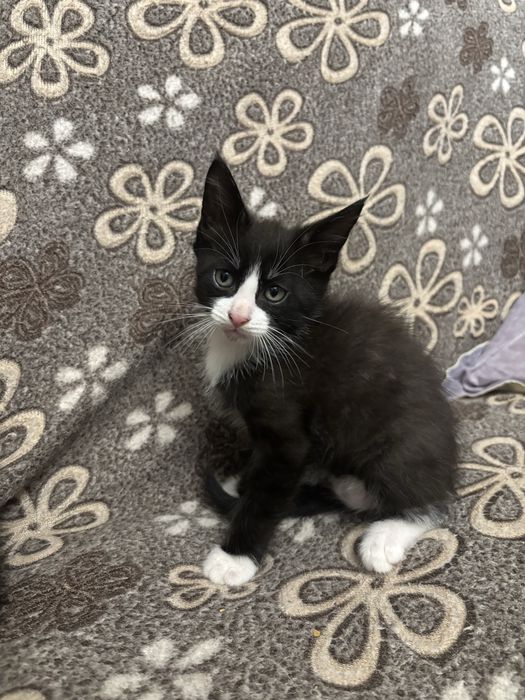 котята помесь мейн кун