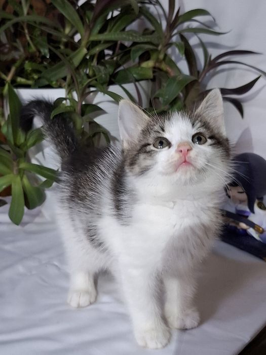 Подари Алексу семью