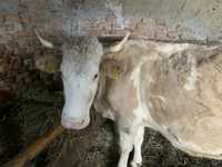 Vaca cu vitea  baltata romineasca