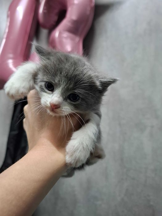 Отдам даром котят