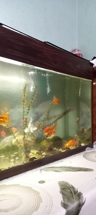 200litrlik akvarium
