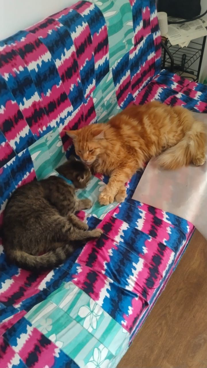 Передержка кошек