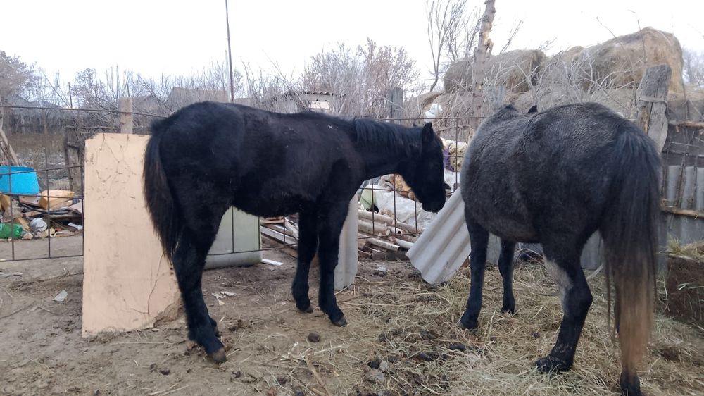 Продам жеребёнка (жеребчик)