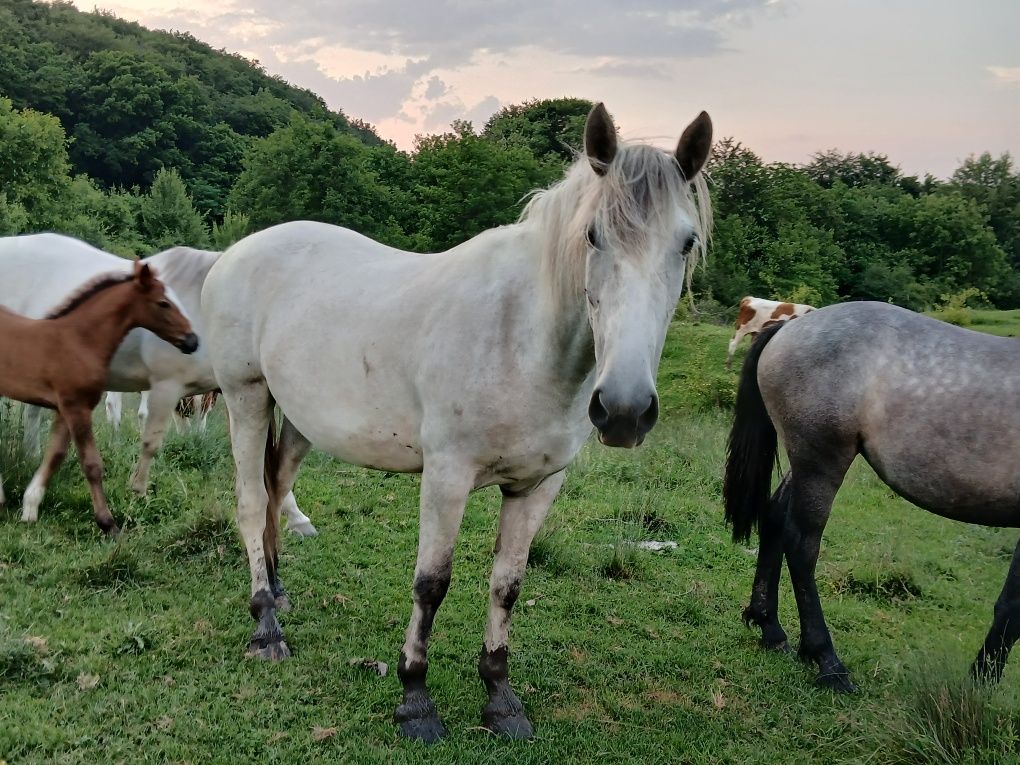 3 Cai de vanzare