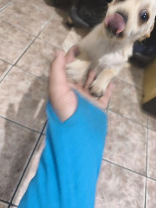 Продавам кученце