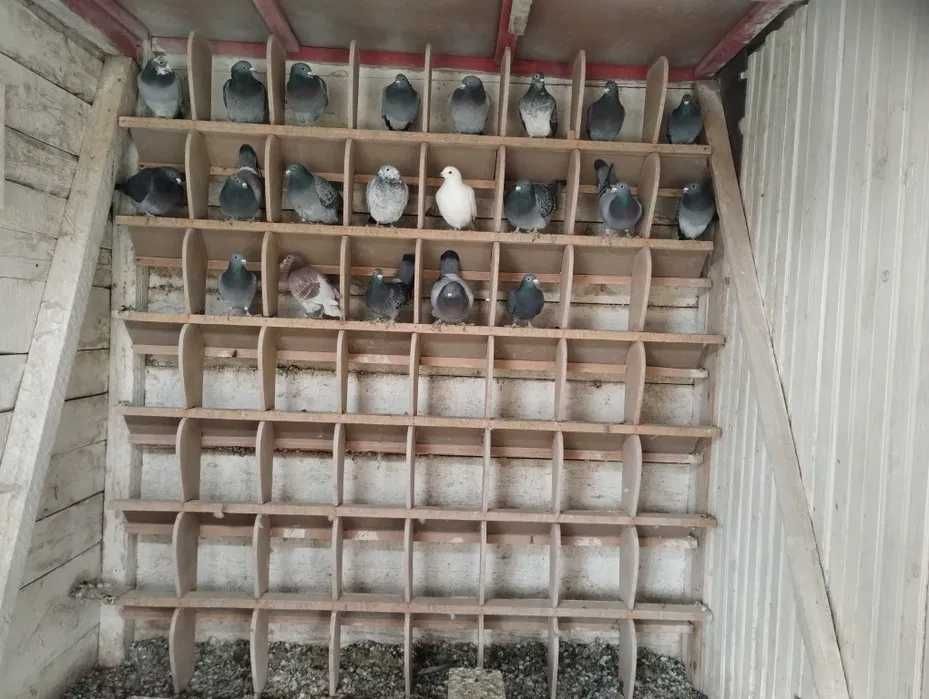 Porumbei voiajori cu pedigree de vanzare