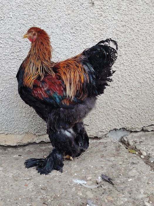 Cocoși brahma din 2025