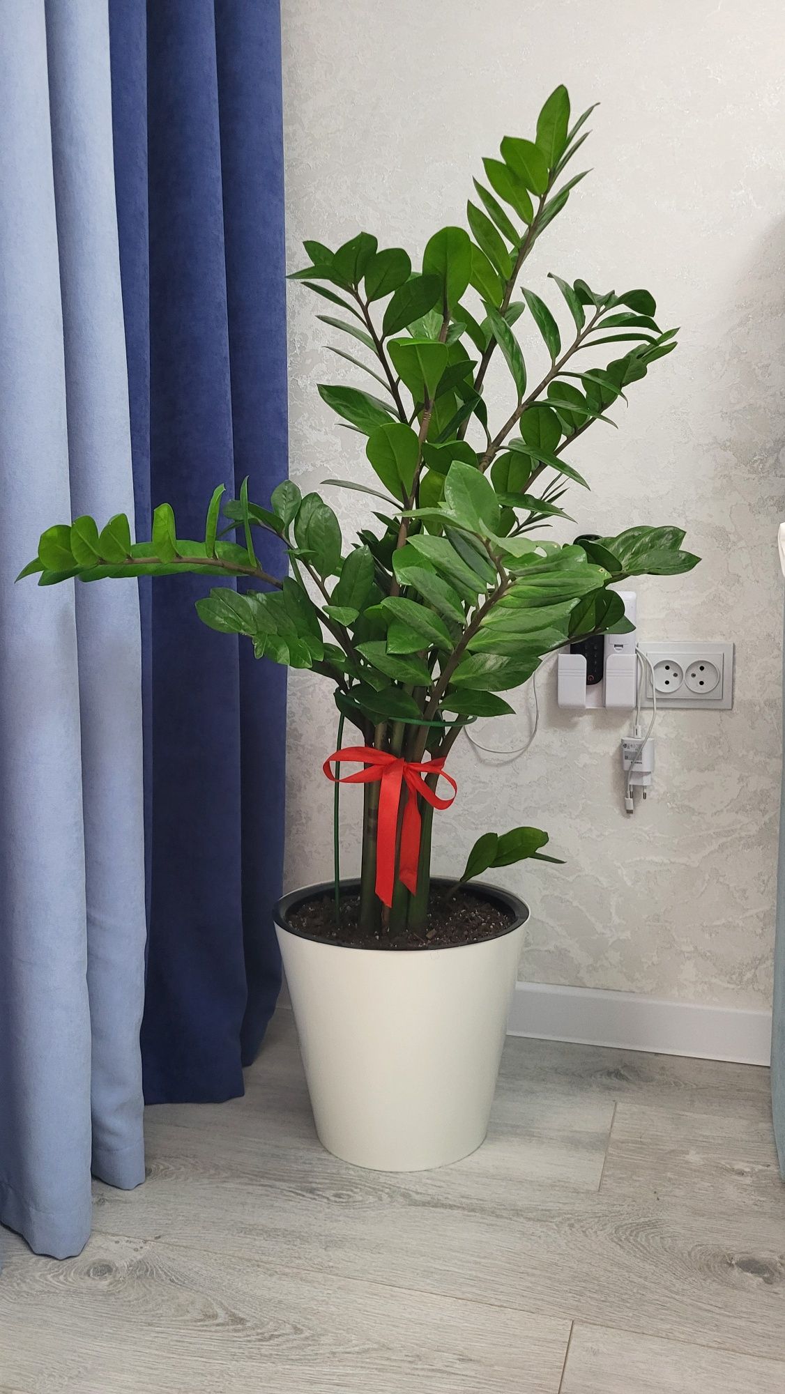 Комнатное растение : Замиокулькас (долларовое дерево)