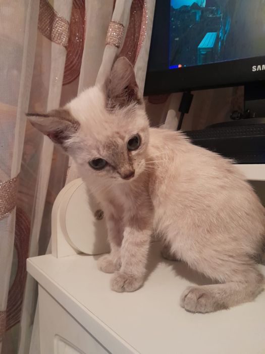 Отдам котенка. Девочка