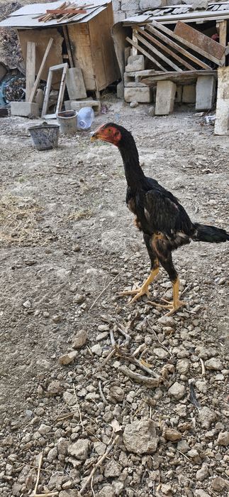 жужа 4ой декан      хуруз