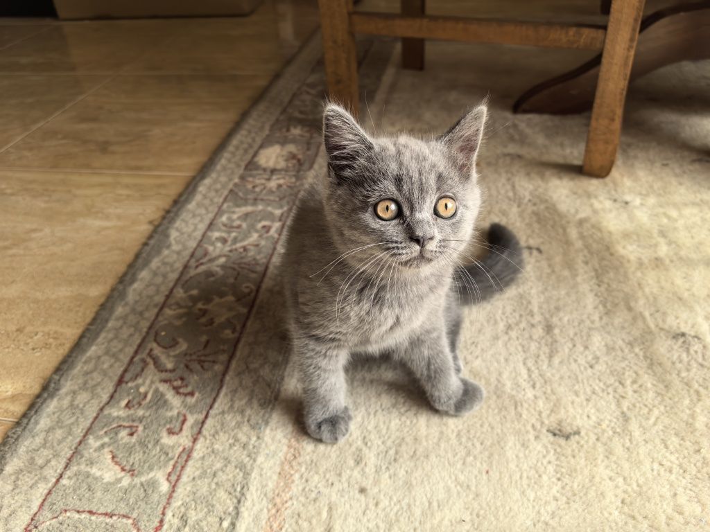Котета Британски.