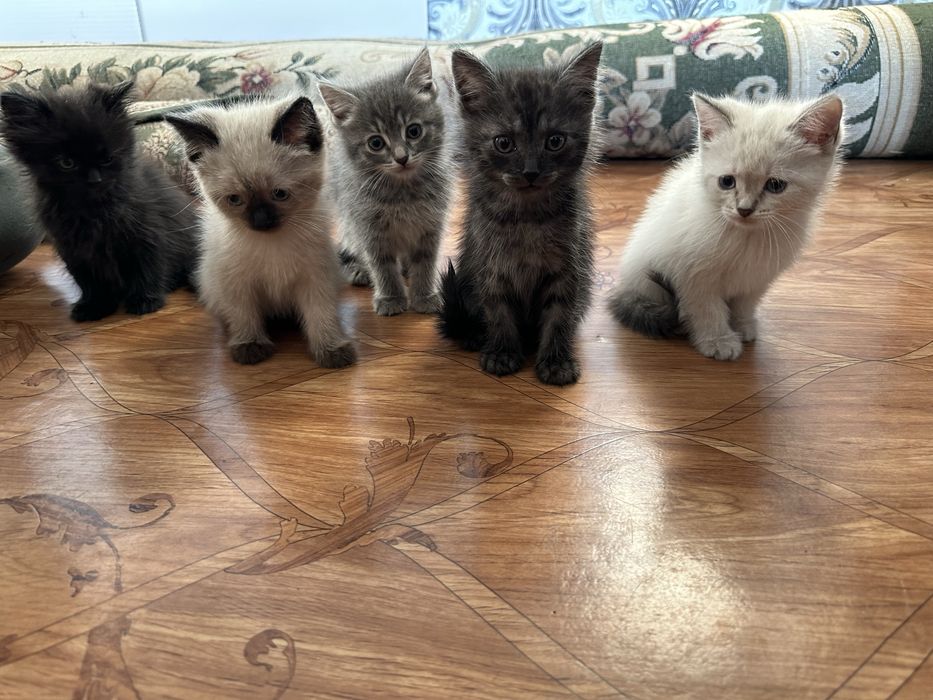 Отдам красивых котят в добрые руки