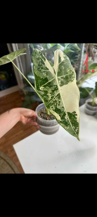 Alocasia-planta interior