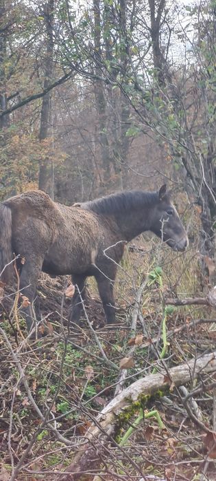 De vanzare un mânz și un armăsar