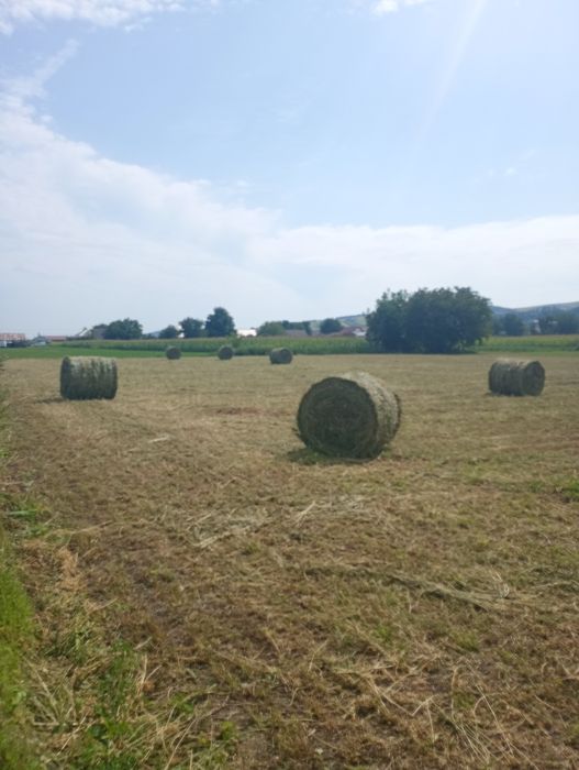 Vând baloți rotunzi de lucernă