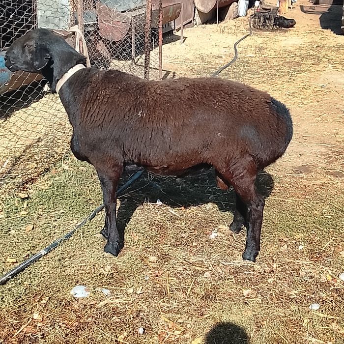 Қошқар сатлады қрықтық