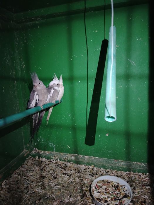 Karela sotiladi 350.000