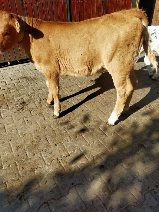 Vand vitea de 3 luni