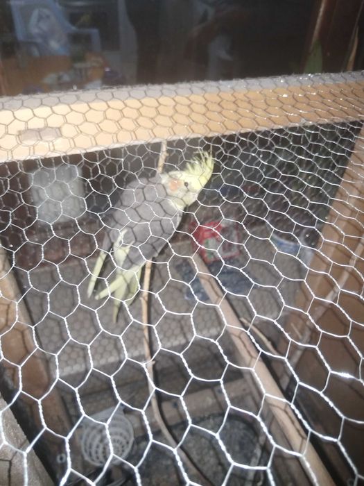 Папагали Корела с клетка