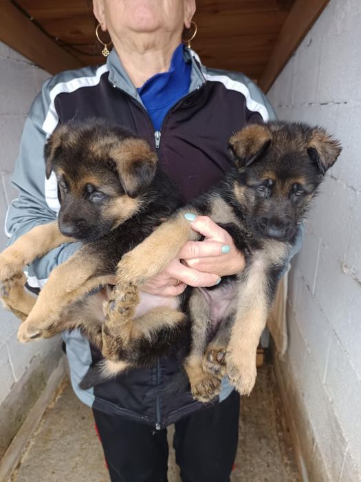 Продавам немски овчарки