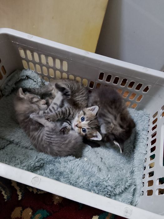 Один годик котёнок дам