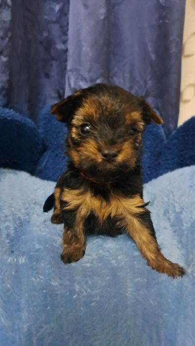 Продаю клубных щенков йорков