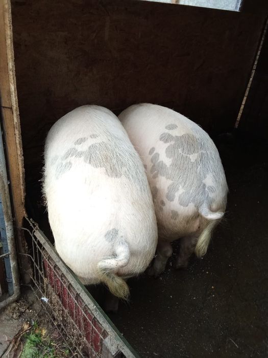 Porc de Crăciun la alegere