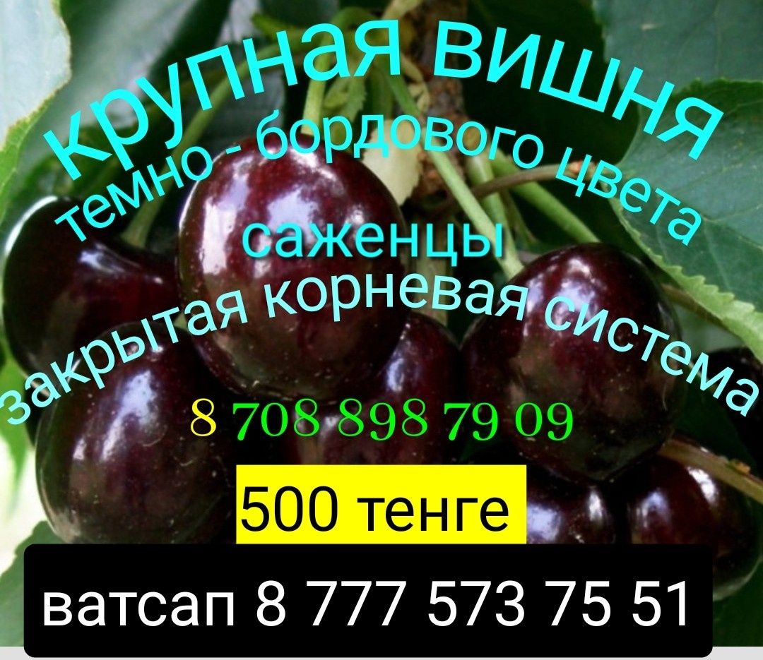 Саженцы клубники, малина, вишня, ежевика, черемуха, ребиник