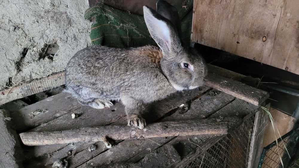 Продам кроликов на племя