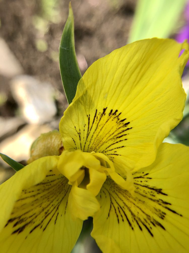 Iris galben pentru iazuri si balti