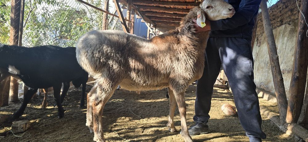 Арашан кузи кучкор