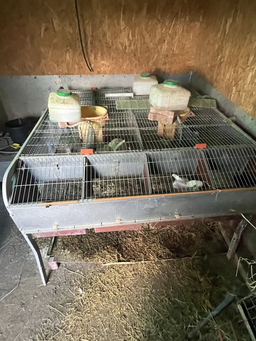 Cușca crestere iepuri