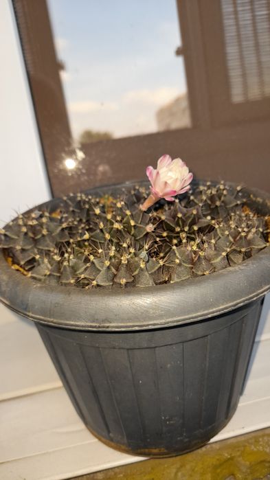 Кактусы  продам цветущие детки