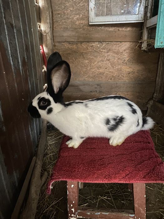 Iepuri fluture german disponibili