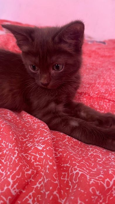 Котенок, мальчик