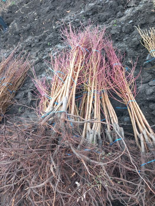 Vând Pomi fructiferi altoiți