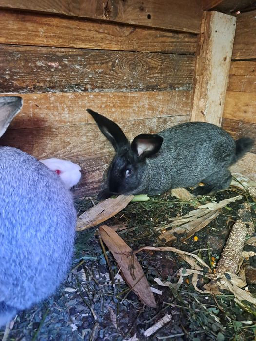 Vând iepuri 3 luni și 4 luni