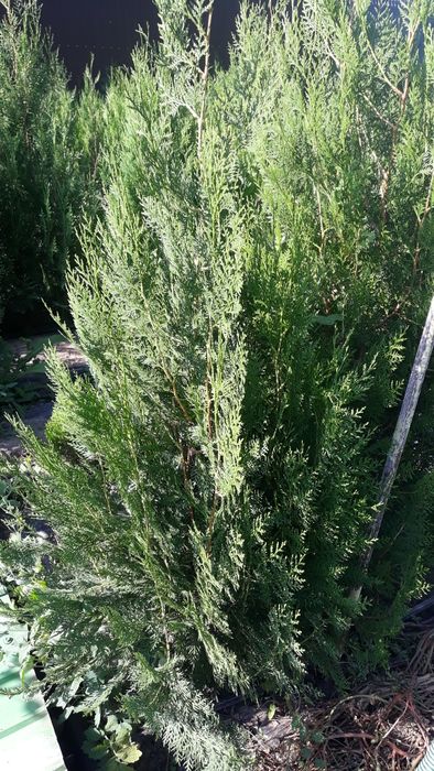 Biota tuia pt gard viu cat si pt infrumusetarea gradinii