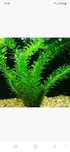 Plante vii acvariu 3lei firul
